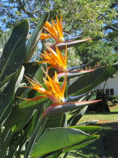 Strelitzia, Plantation Gardens Kauai HI