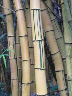 Emerald Bamboo