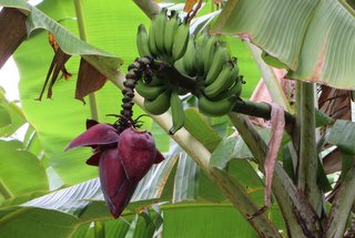 Banana tree