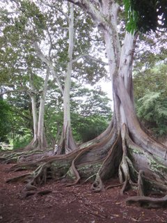 Moreton Fig Trees