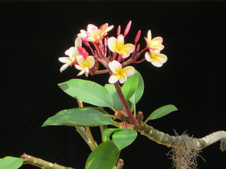 Plumeria blossoms