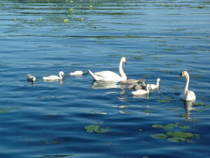 Swans