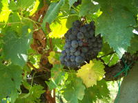 Grapes on the vine